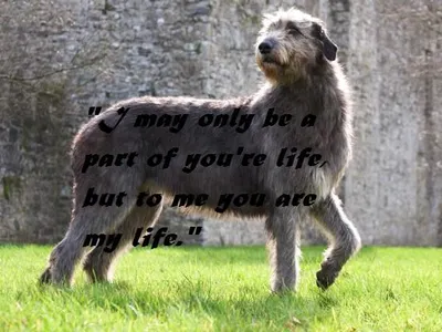 True or False?: The Irish Wolf Hound is the biggest dog (in the world).