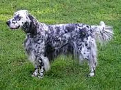 Name this dog breed