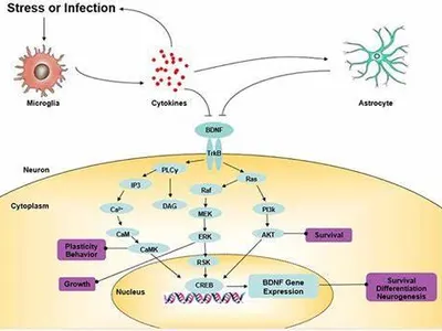 Which of the following can interfere with the natural secretion of melatonin?
