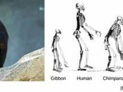 How many species of chimpanzees are there?