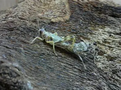 What is the term for the shedding of skin in amphibians?