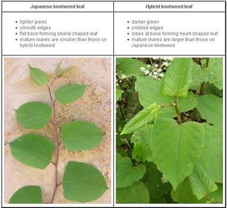 Which of the two Knotweed plant species can produce a hybrid?