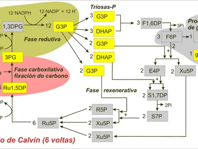 What is the initial step of photosynthesis called?