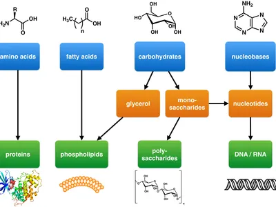Which of the following is true about carbohydrates?