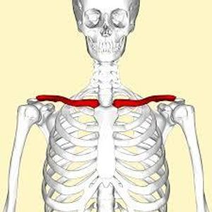 Which bone is known as the collarbone?