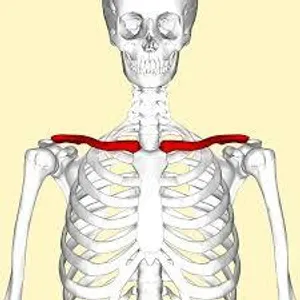 Which bone is known as the collarbone?