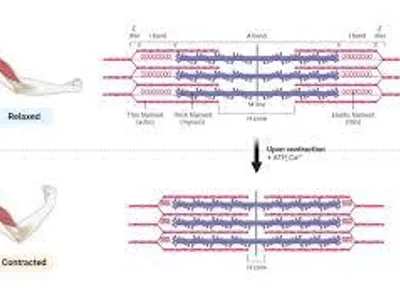 What is the name of the protein responsible for muscle contraction?