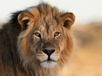 Where do most wild lions currently live?