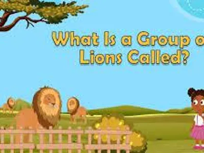 What is a group of lions called?