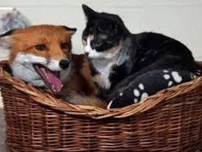 Are foxes like felines?