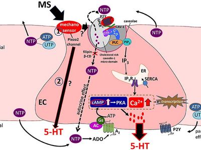 What are the enterochromaffin cells in the nervous system responsible for?