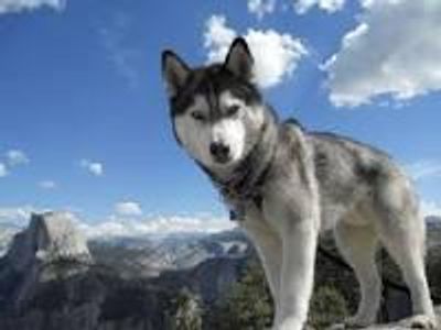 What type of dog is this?