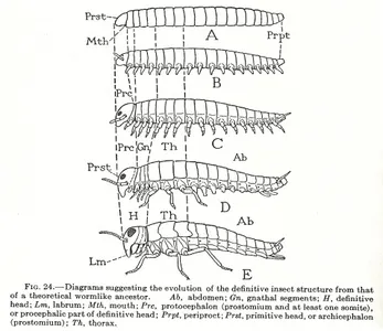 O filo dos anelídeos possui algumas semelhanças estruturais com o filo dos artrópodes. Ambos são invertebrados com morfologia externa bem segmentada. Os órgãos internos não se repetem. Existe a presença de uma epiderme secretora de quintina bem como a estrutura do sistema digestivo, entre outras semelhanças. Dessa forma, podemos afirmar que: