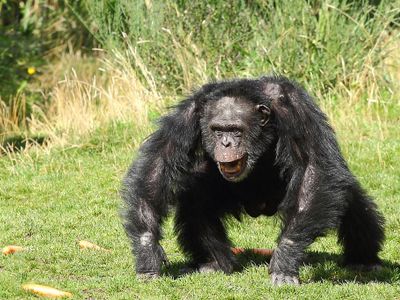 What should you do if a chimp begins to show aggressive behavior?