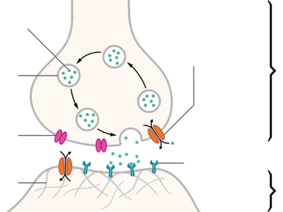 What is caffeine's primary mechanism of action in the body?