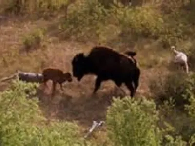 You are a bison surrounded by a pack of snarling, snapping, growling, barking, advancing wolves.  What's your best course of action?