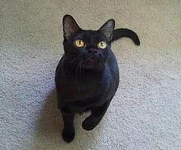 Check out this lucky fellow! This breed is exclusively black.