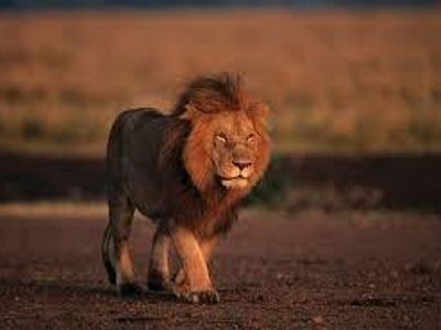 Which distinctive feature is associated with male lions?