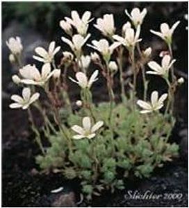What Plant is This?