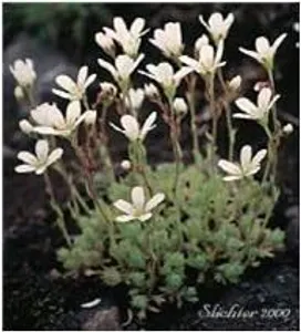 What Plant is This?