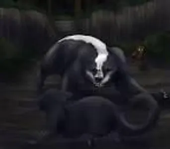 How did Cinderpelt die?