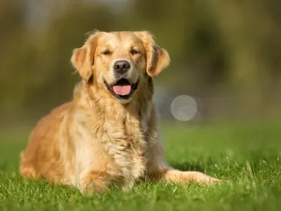 Which dog breed is this?
