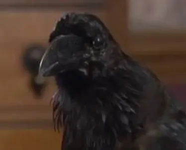 what is victors ravens name
