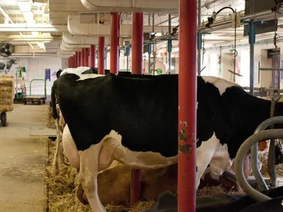 How much does the average cow eat each day?