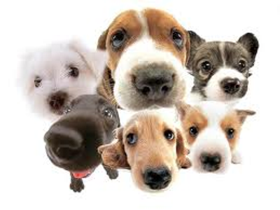 Which breed of dog is the smartest dog breed in the world?