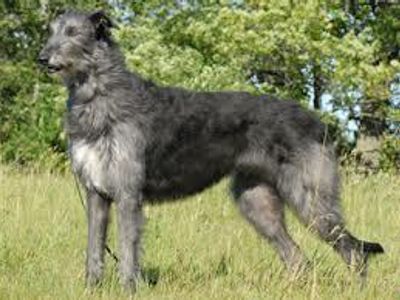 Name this dog!