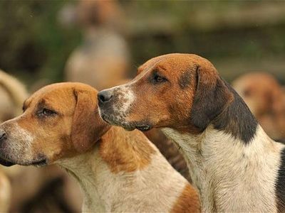 Dogs - what sound do these hounds make?