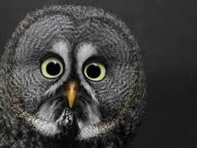 What is the only bird that can fly backwards? Capitals at the beginning of the word:)