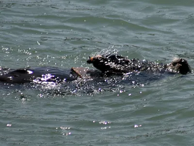 What do sea otters use to break open their food?