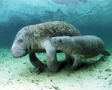 What is the name of this marine mammal?