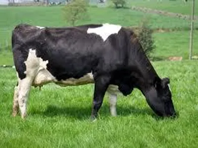 What is meat from a calf called?