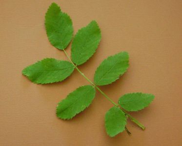 La definition d'une feuille composee est