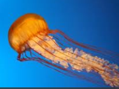 how do jellyfish protect themselves?
