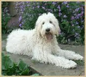 what fuzzball is this its part labrador...