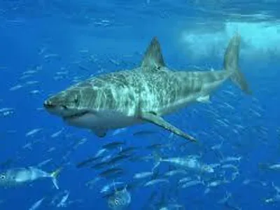 What is the scientific name for the Great White Shark?