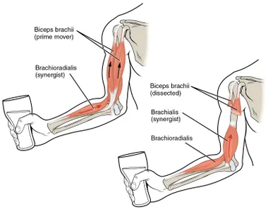 Which muscle group is targeted in a bicep curl?