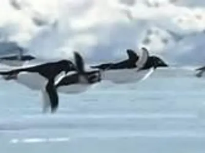 Do penguins fly? (We're startin' easy)