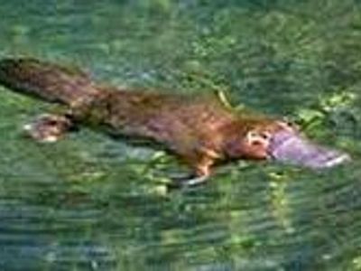 Which of these are the features of a platypus?