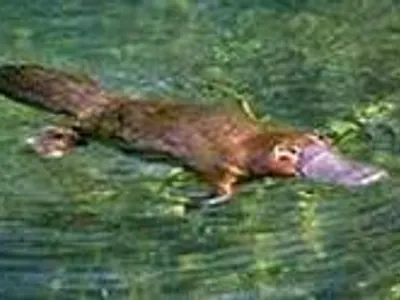 Which of these are the features of a platypus?