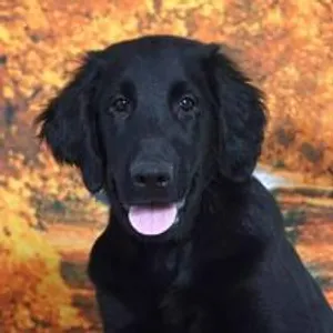 what breed is this? remeber to spell corectley ;)