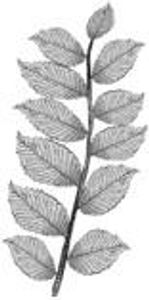 Les feuilles alternee s'insèrent deux par deux et en opposition sur la tige.