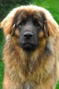 What do Leonbergers do?
