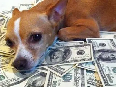 If someone offered you £120000 or offered you a hurt dog what will you take
