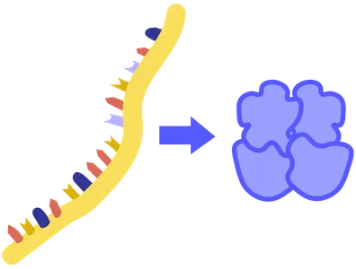 What are the building blocks of proteins called?