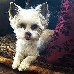 whom does this pet belong to