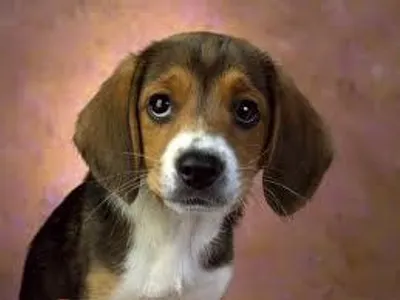 wat breed is dis 1 ?